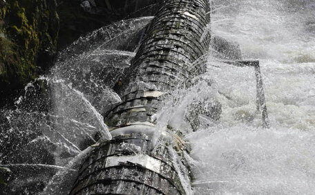 Tree Roots Affecting Plumbing